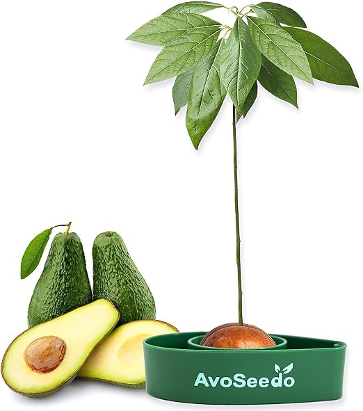 AvoSeedo Kit Jardineria para Aguacate - Gadget Decoracion Casa Y ...