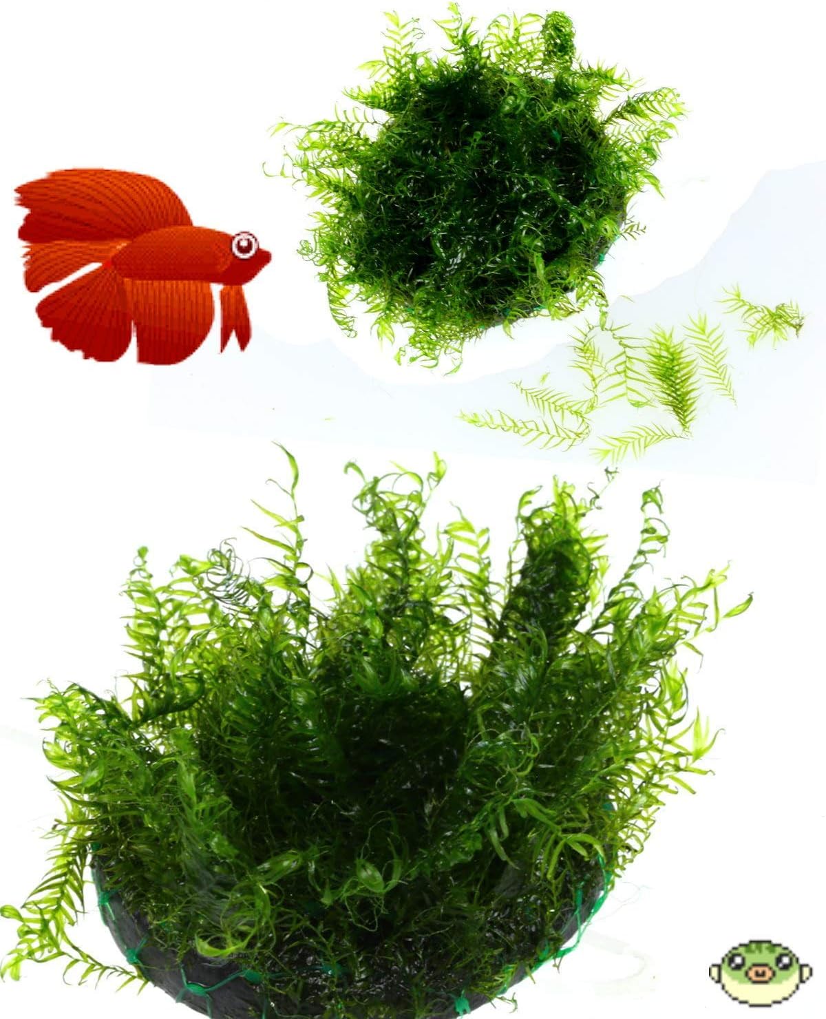 aquarium stuff online