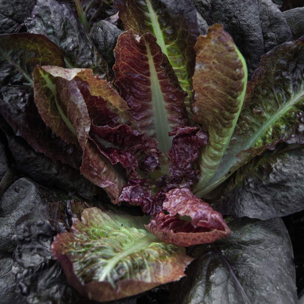 Lettuce 'Intred' Seeds Romaine/Cos Half-Hardy Annual Vegetable Garden Plants Easy to Grow Your Own 1 Packet of 200 Seeds by Thompson and Morgan