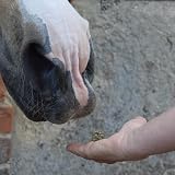 SPILLERS Apple Horse Treats 1kg – Delcious Apple Flavoured Reward view 7