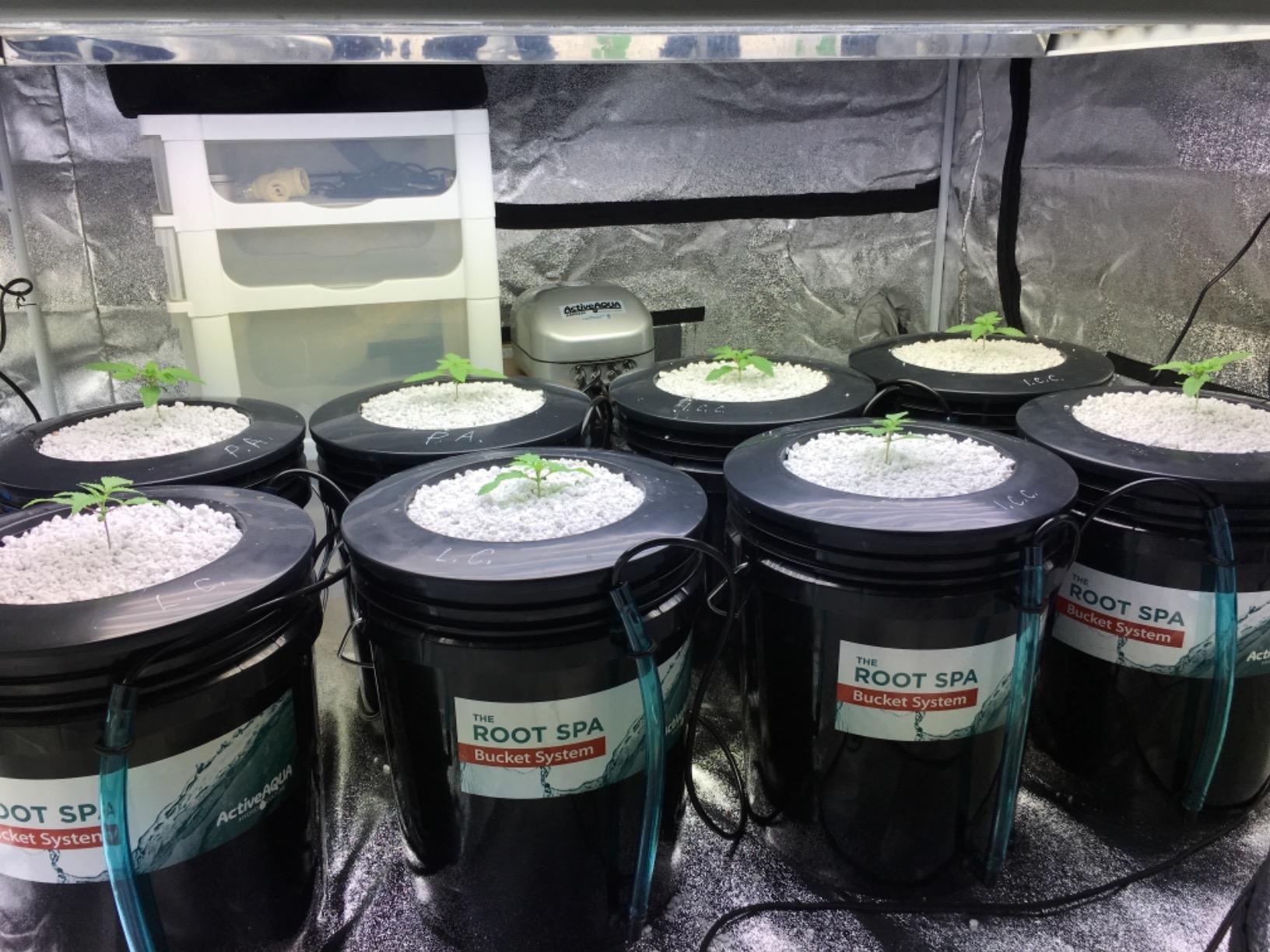 11/mo Finance Hydrofarm RS5GALSYS Root Spa Deep Water Culture Bucket