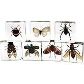 REAL BUG Insect Collection, Set of 7