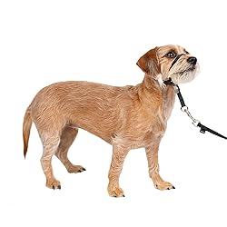 PetSafe Gentle Leader No-Pull Dog Headcollar - The