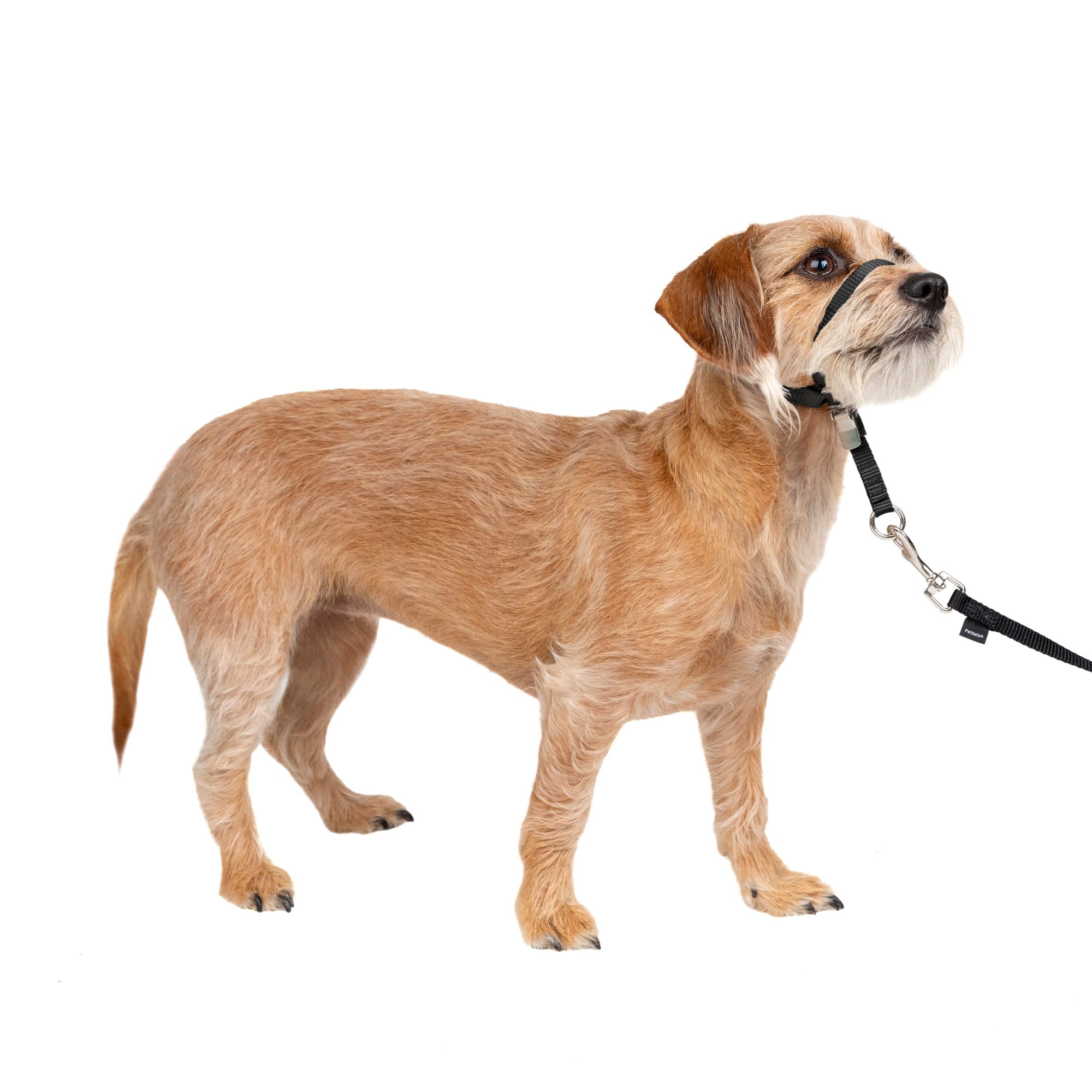 PetSafe Gentle Leader No-Pull Dog Headcollar - The