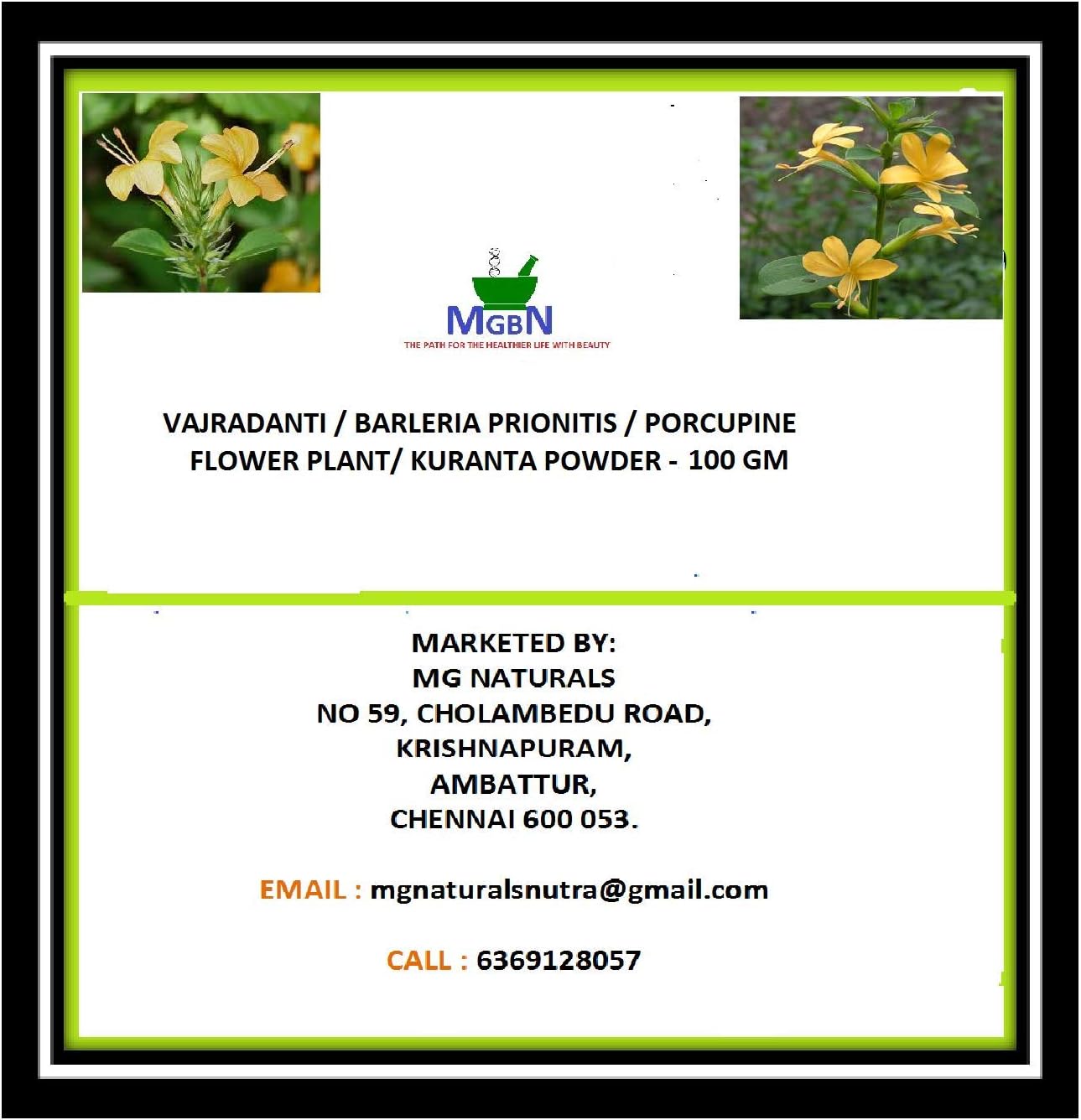 MGBN THE PATH FOR THE HEALTHIER LIFE WITH BEAUTY Vajradanti/Barleria Prionitis/Porcupine Flower Plant/Kuranta Powder 100 Gm