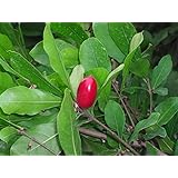 Miracle Fruit/Berry Plant Synsepalum dulcificum