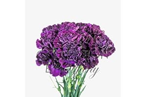 COLLECTION BY TIFFANY Fresh Flowers Carnation for Floral Arrangement, Birthday, Anniversary, Mother's Day & Valentine's Day I 20stems per bunch I Long Lasting (Purple)
