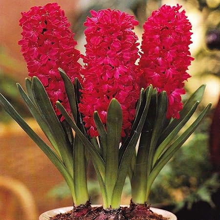 Radha Krishna Agriculture Hyacinth Hollyhock of The Most Beautiful | Flowers for Your Garden - Pack of 4 Bulbs