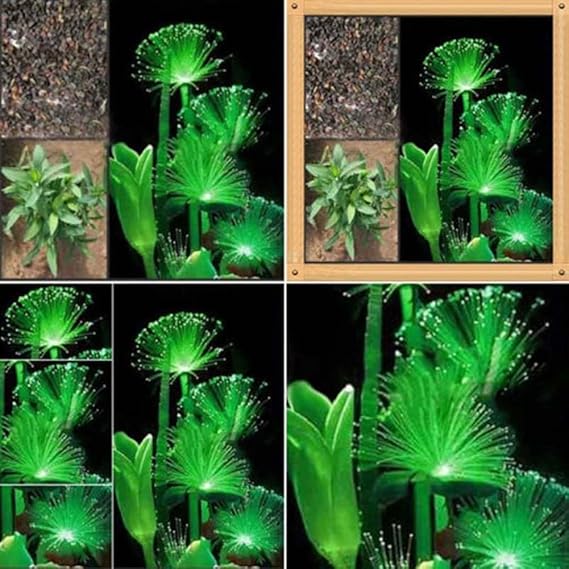 Lamta1k 100 St¨¹cke Seltene Smaragd Fluoreszierende Blumensamen Qualit?t und Hohe ¨¹berlebensraten Nachtlicht Emittierende Pf