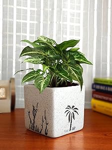 Rolling Nature Good Luck Air Purifying Live Green Syngonium Plant in White Square Aroez Ceramic Pot