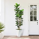 Artificial Fiddle Leaf Fig Tree,6ft Tall Fake Plant Indoor with White Planter,Faux Ficus Tree with Natural Wood Trunk for Home Living Room Office Decor