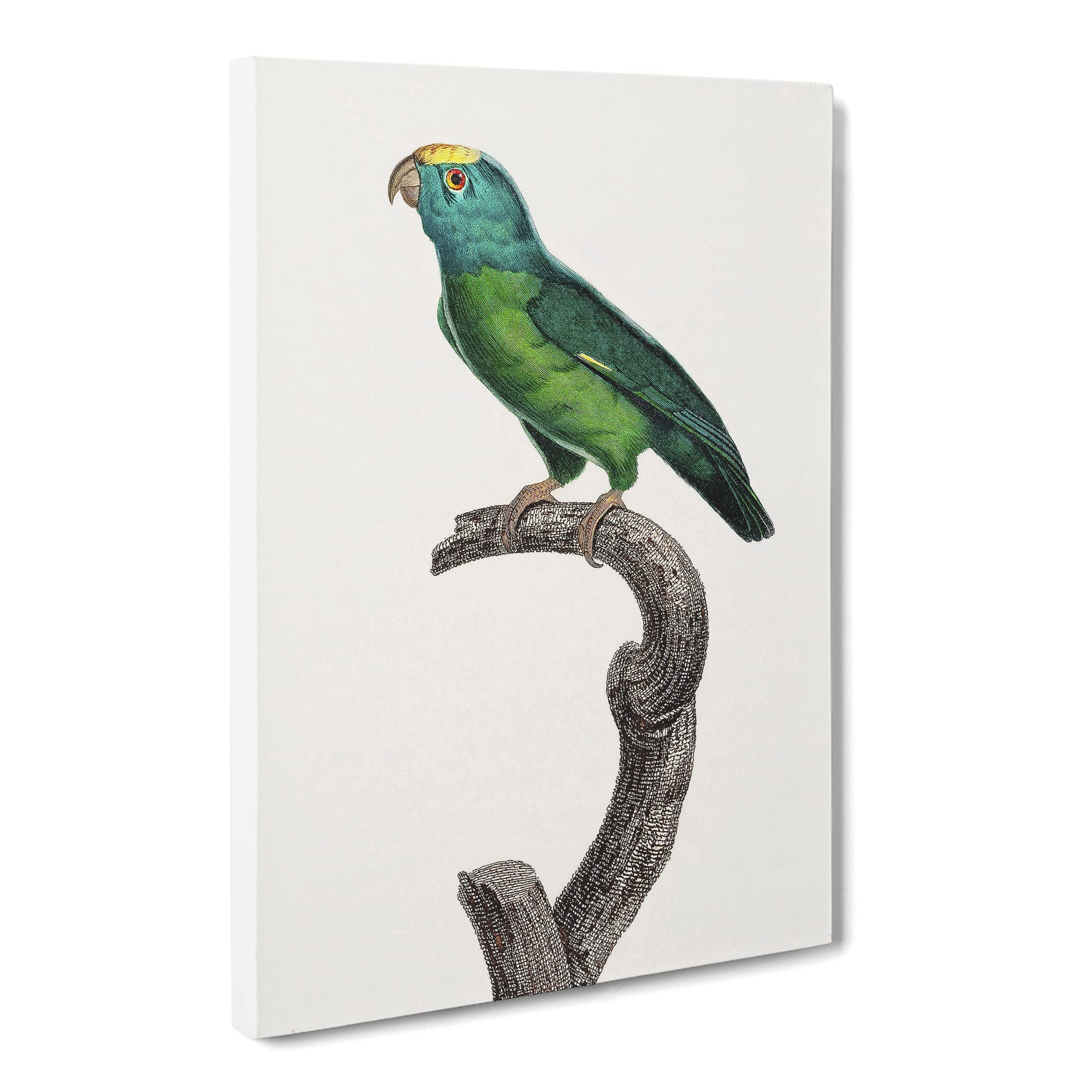 Tui Parakeet By F. Levaillant Canvas Print | Gallery Wrapped 30mm Frame Wall Art | 20x14 inches | Ready to Hang | Retro Bird Picture | Living Room Bedroom Lounge Office