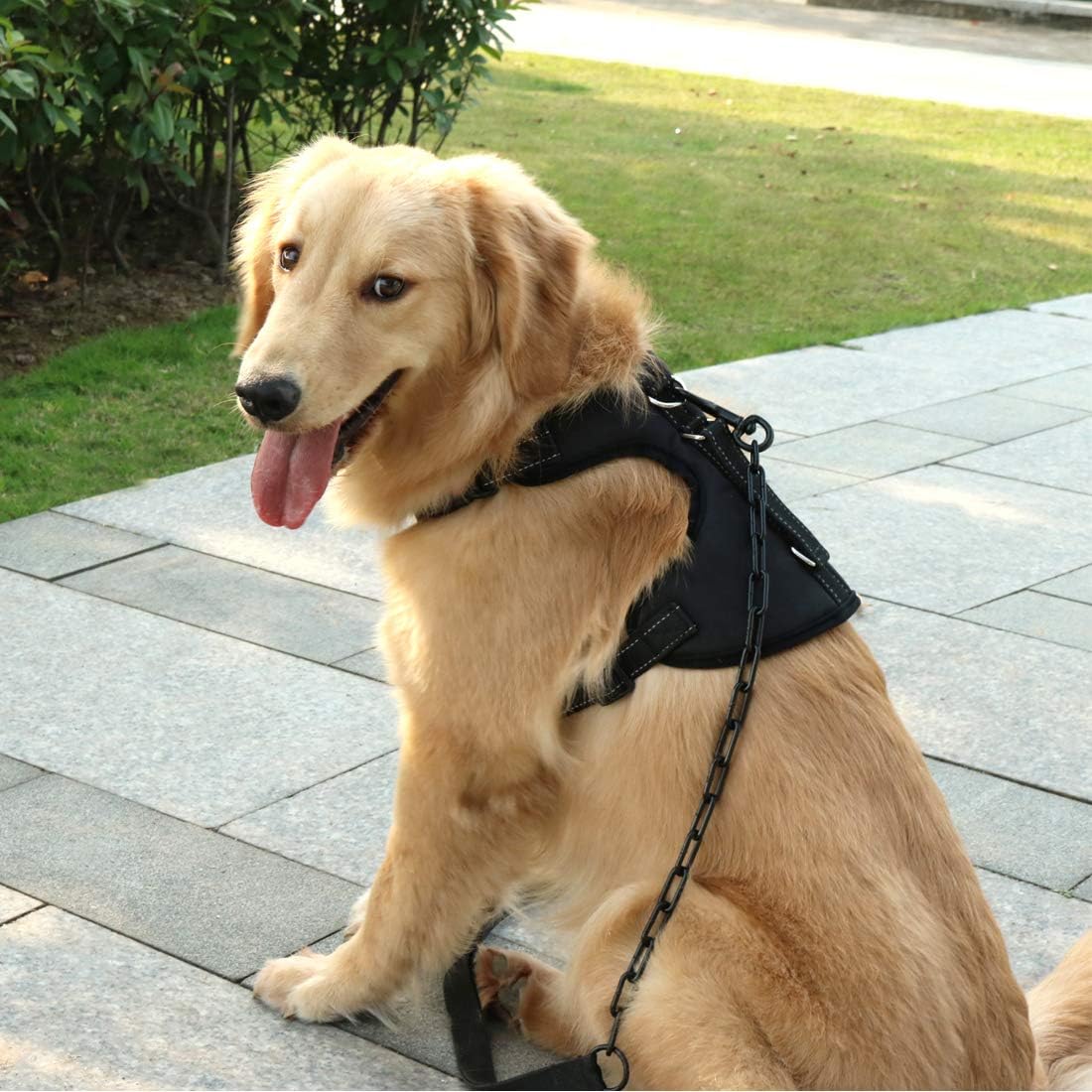 golden retriever puppy harness