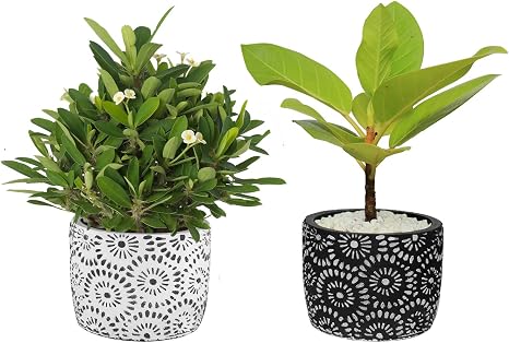 Plant Pots Rosoli 4 5 Inch Cement Planter Pots Indoor Outdoor Modern Flower Concrete Planter Pots Container With Drainage Black And White Detailing For Small Plants Succulents Herbs Set Of 2 Buy Online