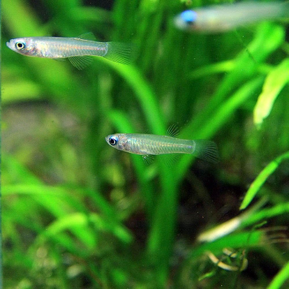 熱帯魚 アフリカンランプアイ 約2cm 30匹 生体