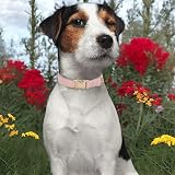 YUDOTE Ultra-soft Dog Collar Natural Cotton Corduroy Small Dogs Pink view 2