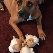 zeus bulldog motorized bouncing toy