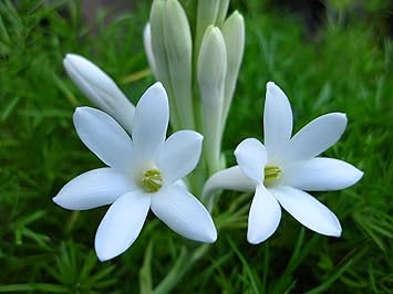 Kraft Seeds Gate Garden Rajnigandha Double Flowering Fragrant Polianthes Tuberosa Flower