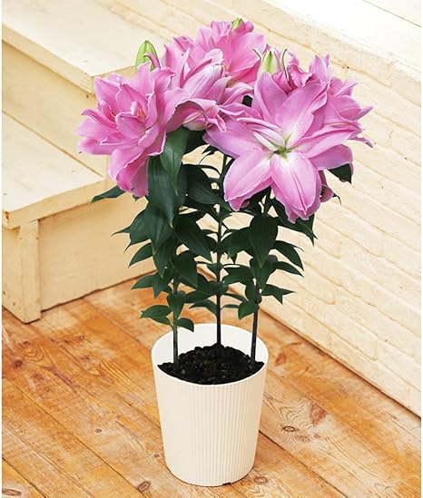 Amazon 母の日ギフト 八重咲きローズリリー Fl12 花 観葉植物 フラワーギフト オンライン通販