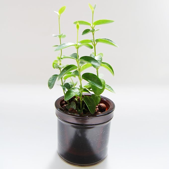 Amazon ハイドロカルチャー 水耕栽培 でお手軽観葉植物 楽ちん緑化計画 サクララン ホヤ ガガイモ ブラウン 観葉植物 オンライン通販