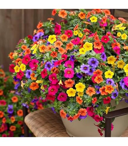 Amazon.com : 5000+ Petunia Seeds - Mixed Rainbow Color