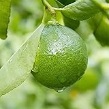 QAUZUY GARDEN 70 Key Lime Seeds, Mexican Acid
