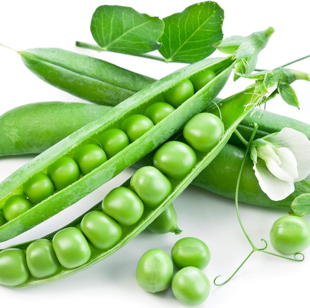 Earthcare Seeds Peas Little Marvel Sweet Dwarf Bush Pea 50 Seeds (Pisum sativum) No GMO – Open Pollinated - Heirloom