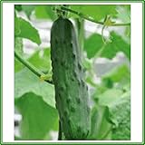 AJP Cucumber 'Perfection Ridge' Seed