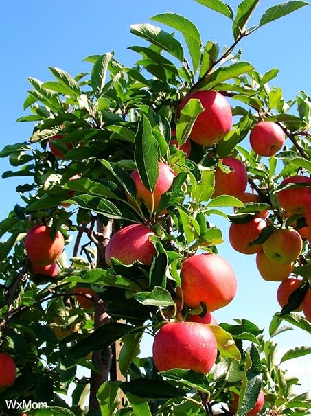 Creative Farmer Fruit Seeds : Dwarf Fuji Apple Tree Plant For Home Garden Fruit Seeds Pack
