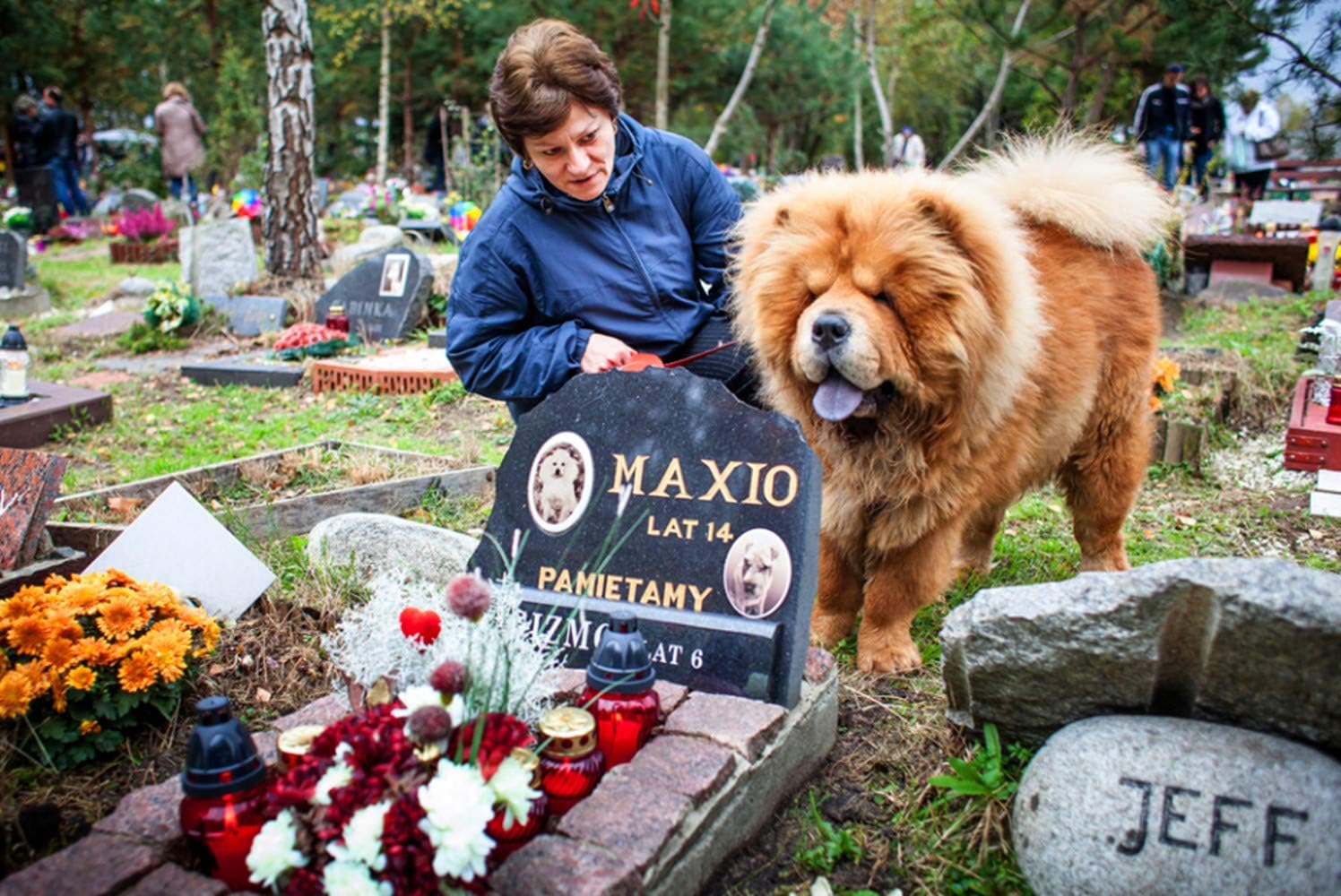 кладбище животных. кладбище домашних животных памятники. кладбище животных. где можно похоронить собаку. захоронение собаки.