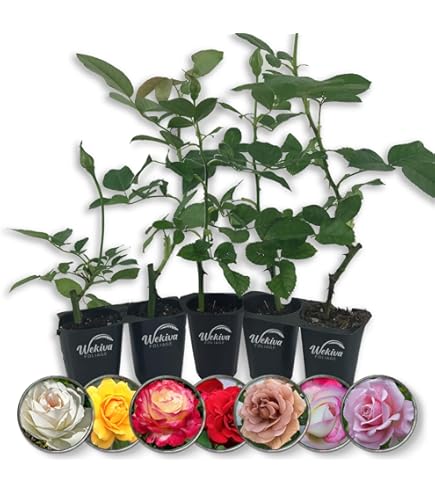 Amazon.com : 20 Rare Twin Red White Rose Flower Seeds for Planting