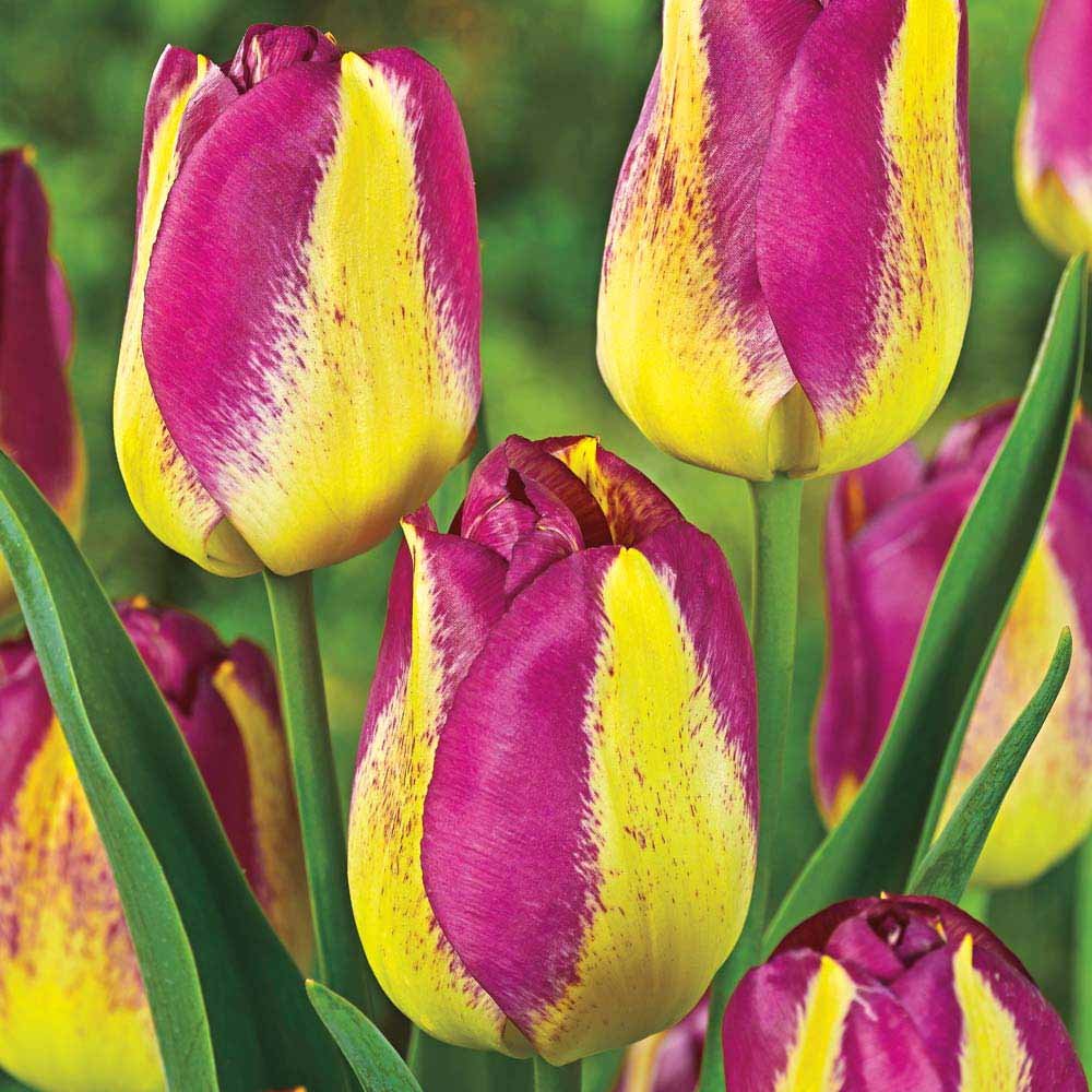 100 Grape Lemonade Tulip Seeds - My Secret Gardens