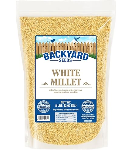 ☆millet☆ Amazon.com : Japanese Millet - Makes Great Seed-Heads for