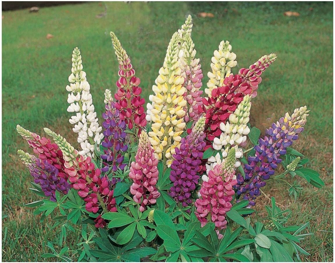 PREMIER SEEDS DIRECT - Lupin - Russel Strain Mixed - 120 Flower Seeds, Multicolor