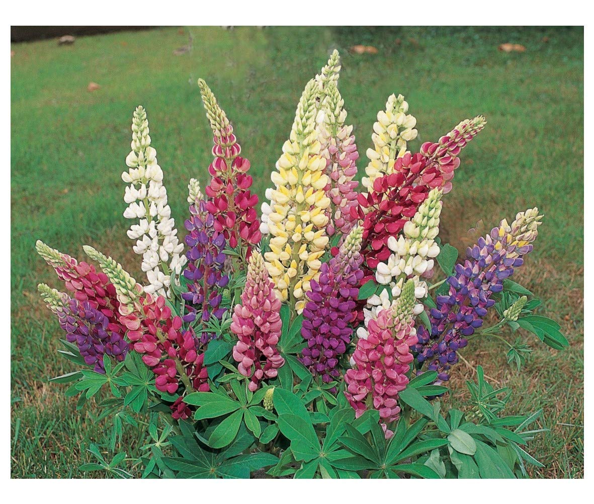 PREMIER SEEDS DIRECT - Lupin - Russel Strain Mixed - 120 Flower Seeds