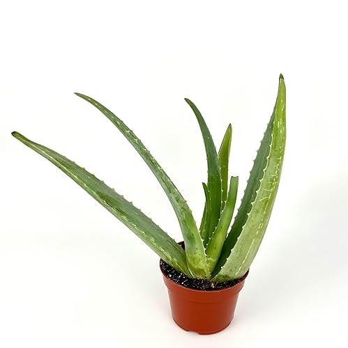 Live Aloe Vera Succulent Aloe Barbadensis Aloe 8