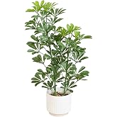 Nearly Natural 31 in UV-Resistant Artificial Schefflera Tree | Artificial Schefflera Tree, UV-Resistant Lush Foliage, White Planter Included, for Indoor or Outdoor Decor