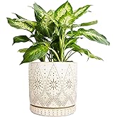 YFFSRJDJ 8 Inch Indoor Plant Pot with Drainage Holes and Saucers, Ceramic Planter for Plants, Succulent Orchid Flower Pots