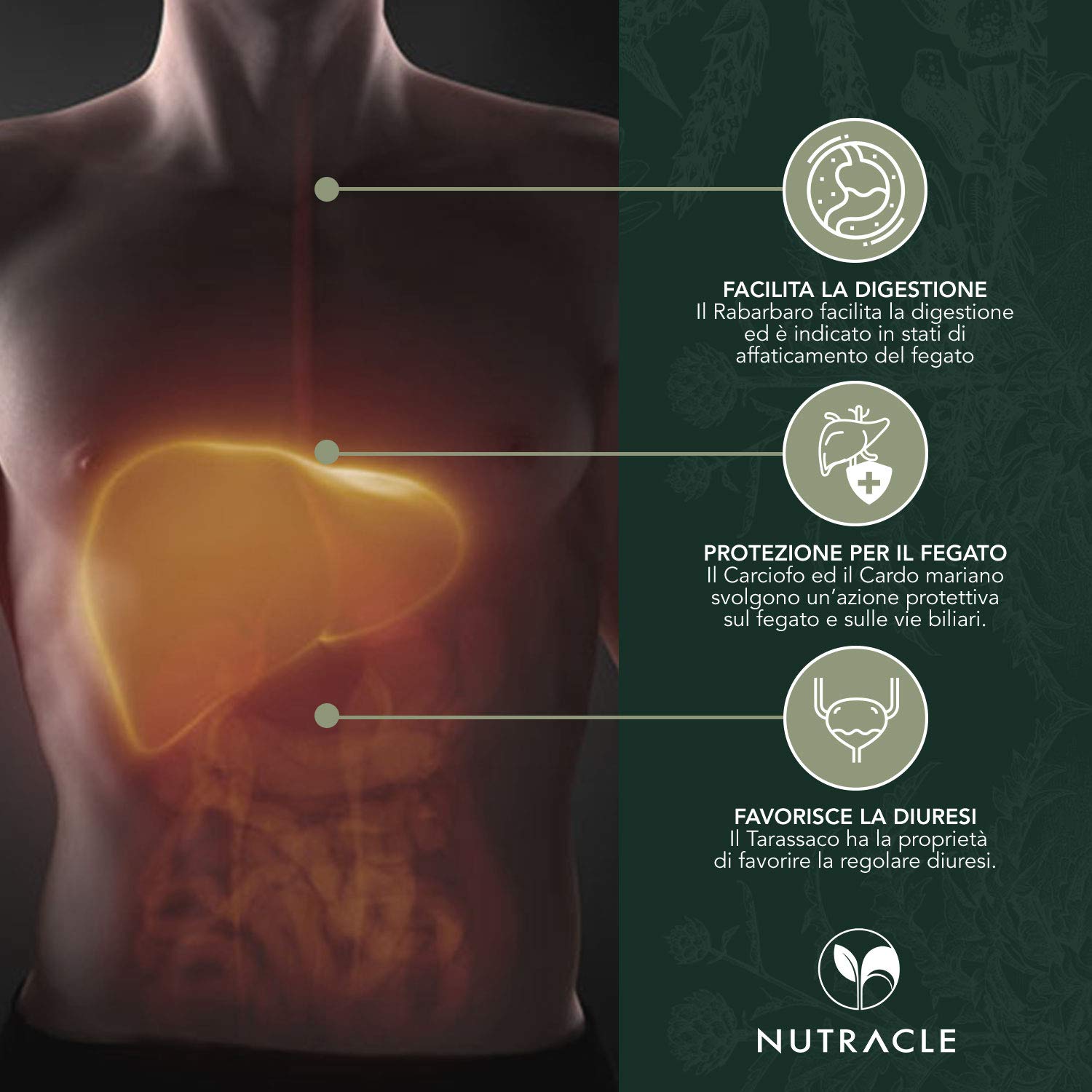 Nutracle Fegadep 100 Compresse 400 Mg Per Purificare E Disintossicare Il Fegato Azione Diuretica Ed Epatoprotettiva A Base Di Tarassaco
