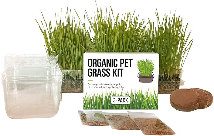 cat grass growing kit