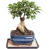 Brussel's Gensing Grafted Ficus Bonsai - Small (Indoor) with Humidity Tray & Deco Rock