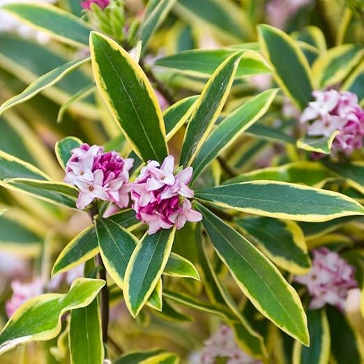 Daphne odora Marianni Variegated Winter Daphne Plant in 9 cm Pot Amazon.co.uk Garden