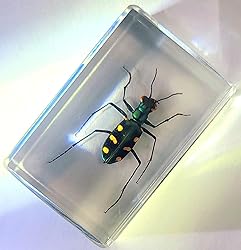44mm Real Indonesian Tiger Beetle in Crystal Clear