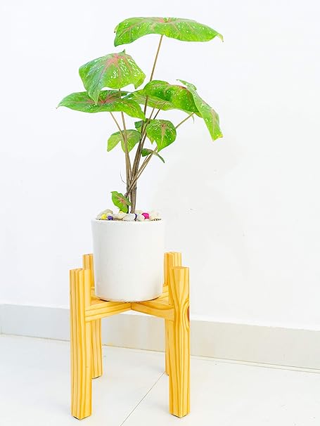 Oak & Fab Wooden Indoor Plant Stand (Medium) Mid Century Style Wooden Planter Stand