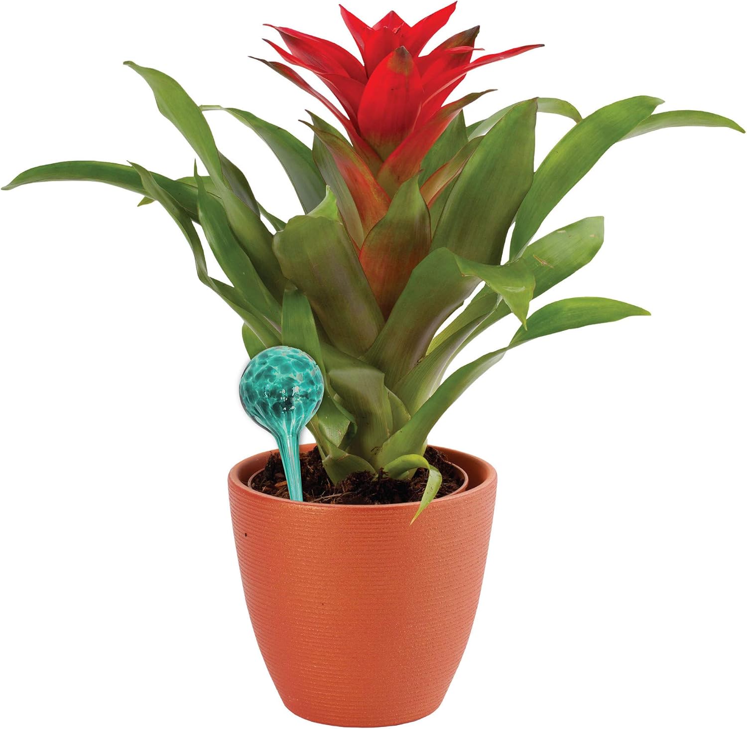 Wyndham House 4 Piece Plant Watering Globe Set, Colorful Hand-Blown Glass, Automatic Watering System : Garden & Outdoor