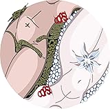 Magnet Sexy Naked Anime Bodies Yin Yang Cartoon