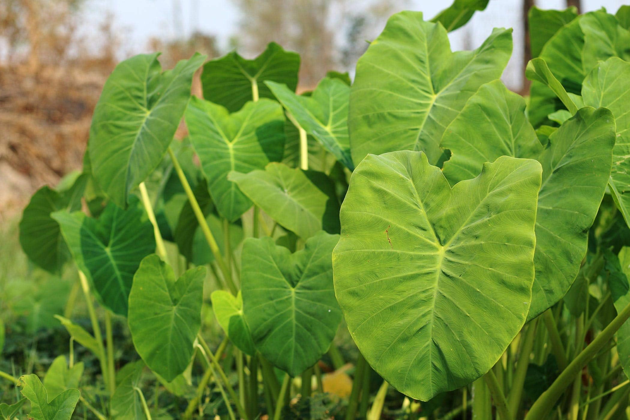 Fresh Live Taro (1 Bulb£Roots Esculenta Tubers Elephant Ears Ornamental Plants Giant Leaves