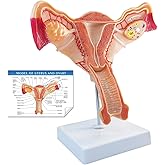Merinden Human Uterus and Ovary Anatomical Model, Life-Size Realistic Female Anatomical Organs for Medical Science Education Study or Teaching