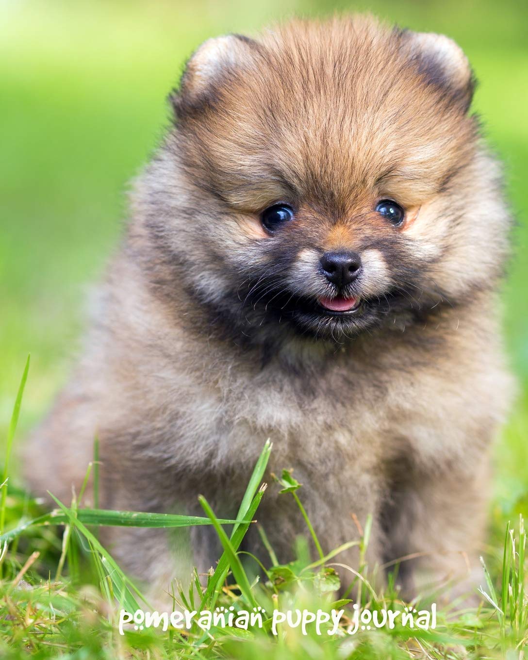 pomeranian puppies