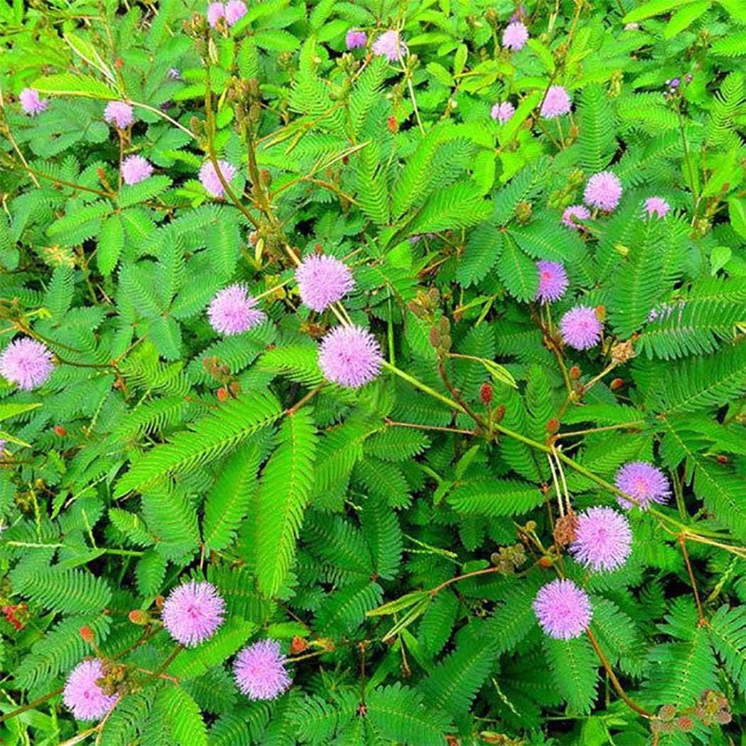 SummerRio Garden Mimosa Bashful Grass Seed pudica Linn Bonsai Sensitive Plants House Garden Decor Flower Seeds